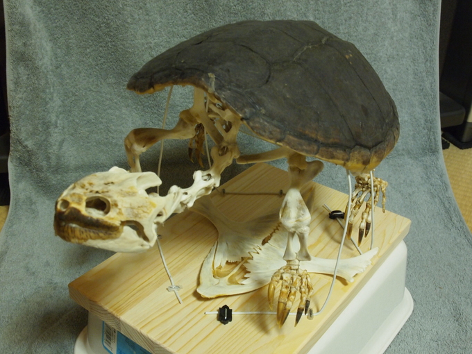 ナイルワニの頭骨標本 ネット公式 - diinsel-labs.com