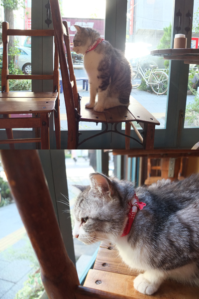 夏の家_a0180681_17293069.jpg