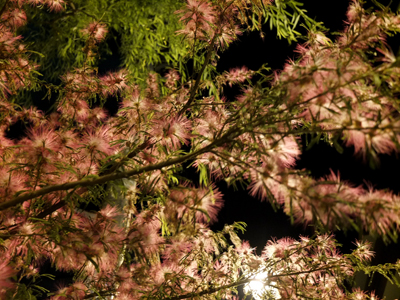 夏の家_a0180681_332342.jpg