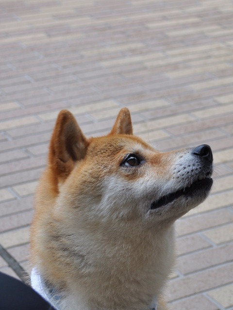 いつまでも忘れない_a0126590_743728.jpg