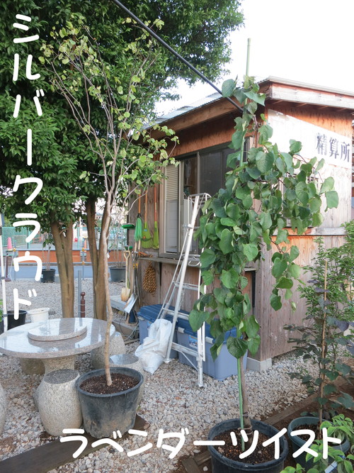 アメリカハナズオウ 剪定時期_b0200291_2037462.jpg