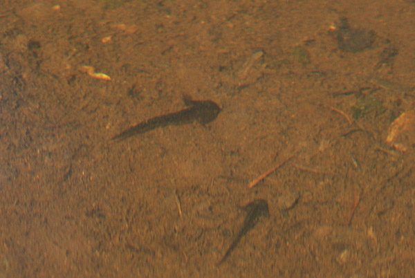 c0049095_053342.jpg