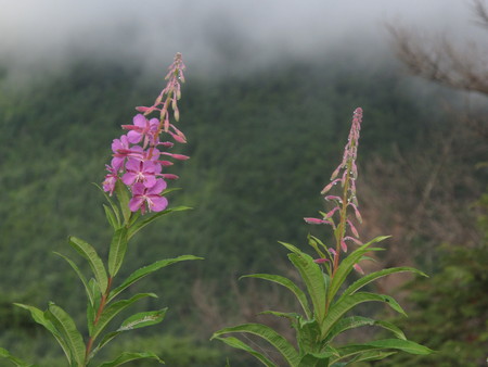 花情報_e0120896_6291214.jpg