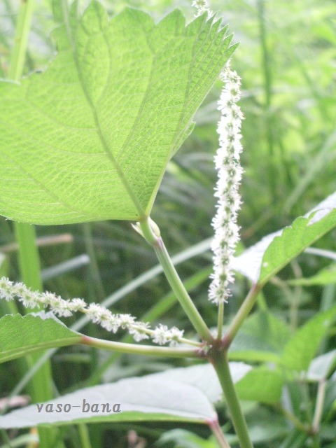 e0025300_17385816.jpg