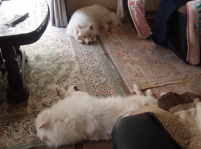 e0018604_20131137.jpg