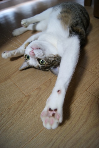遊んでよ~!_a0122205_16504840.jpg