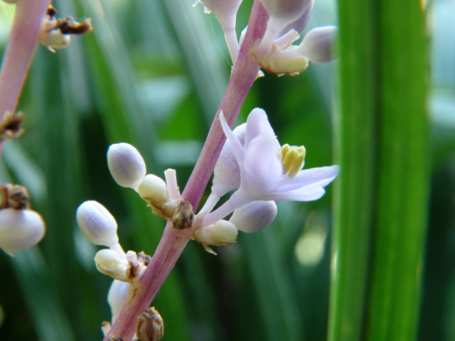 ヤブランの特徴と薄紫の小さな花…2013・8・10_f0231709_17421019.jpg