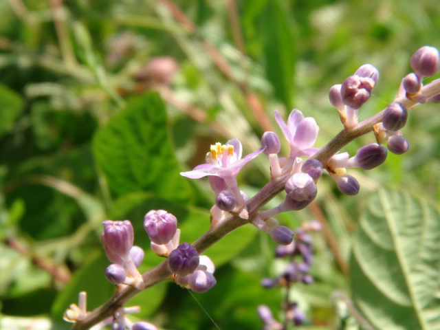 ヤブランの特徴と薄紫の小さな花…2013・8・10_f0231709_1745542.jpg