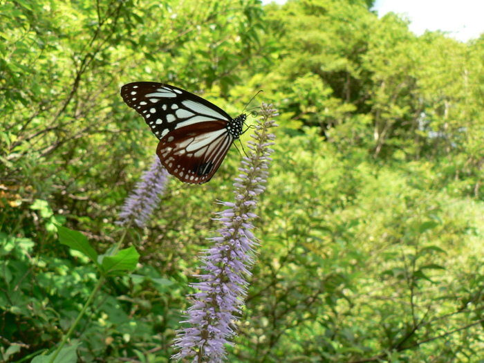 f0219710_736331.jpg