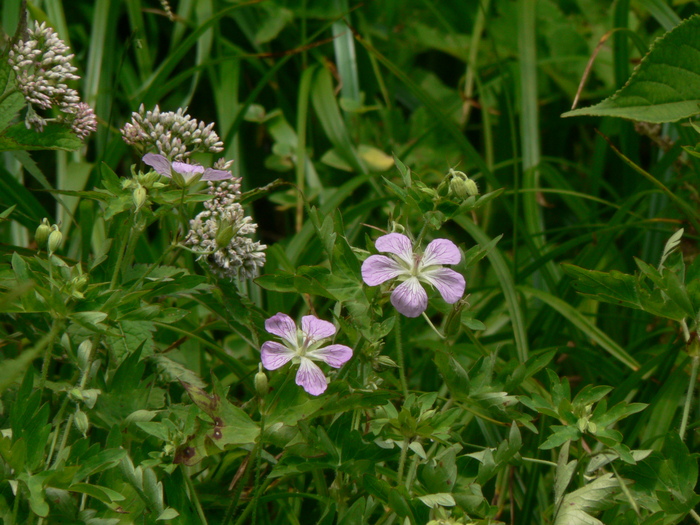 f0219710_747244.jpg