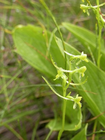 c0200413_1141299.jpg