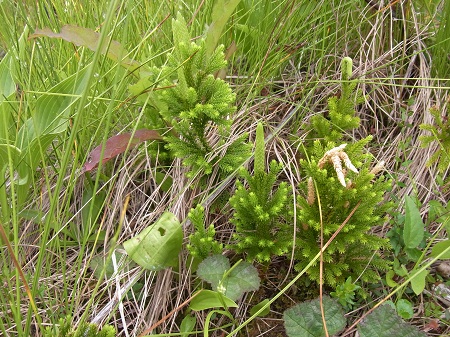 c0200413_1143489.jpg