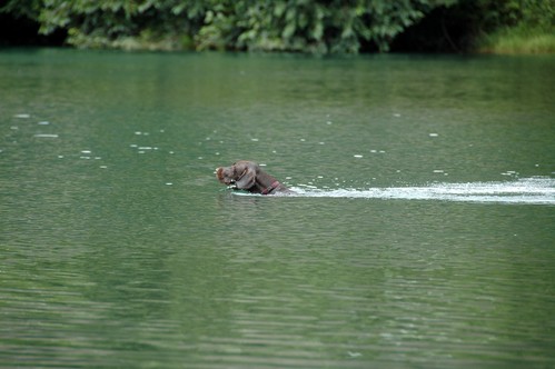 途絶えるか？　河童犬の系譜_e0204314_98161.jpg