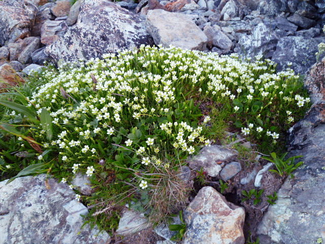 日本百名山 　 北岳 (3,192.4M) に登る_d0170615_851345.jpg