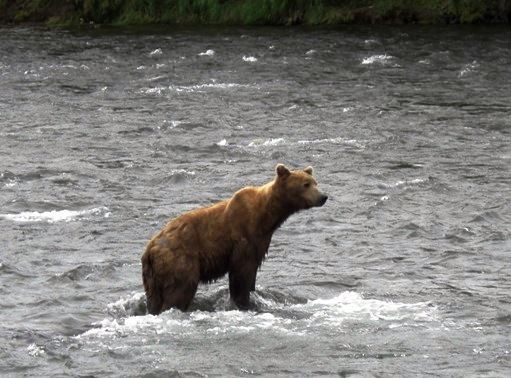 アラスカ旅行♪　～4日目はクマがいっぱいのカトマイ国立公園～_d0098316_2040637.jpg