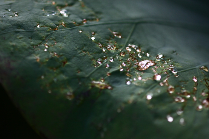 雨上がりの朝_f0065016_10443887.jpg