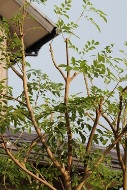 b0197418_1991446.jpg