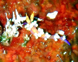 a0043520_17385418.jpg