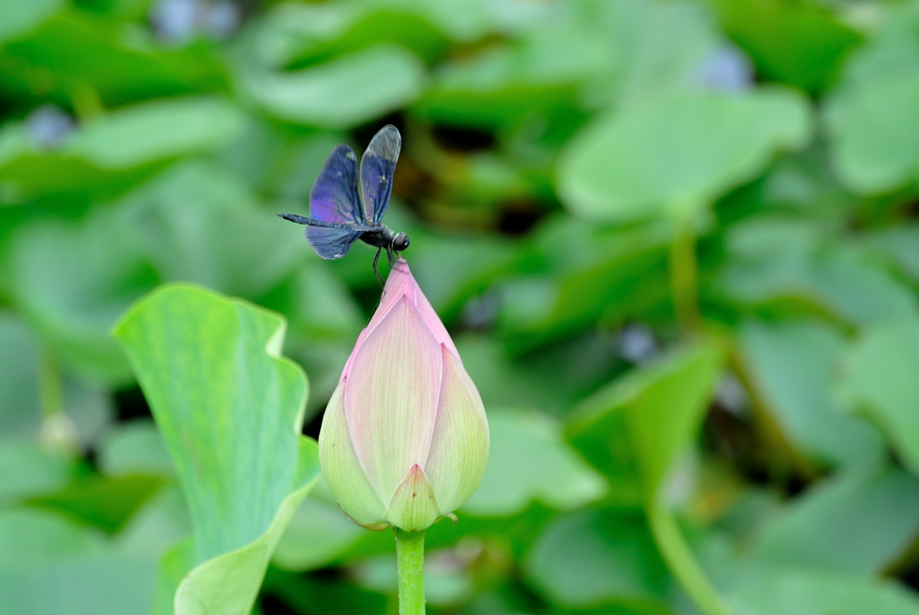 平池公園の蓮_e0076724_2240541.jpg