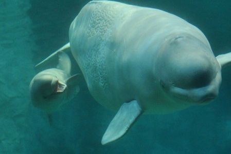 ベルーガの赤ちゃん誕生 名古屋港水族館 ガッテンボロー