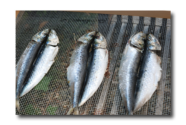 自家製 いわしの干物 丸干しではなく腹開きにしてみました 魚屋三代目日記