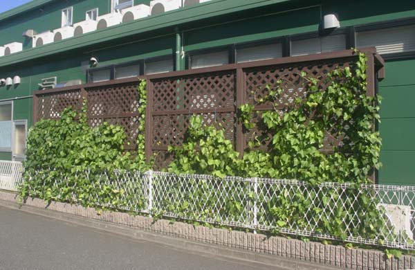 ツタの絡まるラティス つる植物生育日記