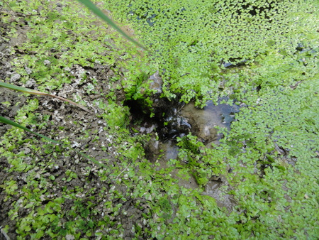カニの道作り現場検証 in せんなん里海公園_c0108460_1303847.jpg