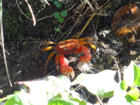 カニの道作り現場検証 in せんなん里海公園_c0108460_1315159.jpg