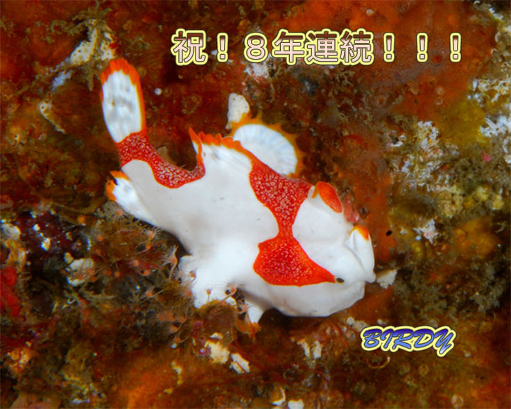 クマドリカエルアンコウ 三宅島_e0273365_192641100.jpg
