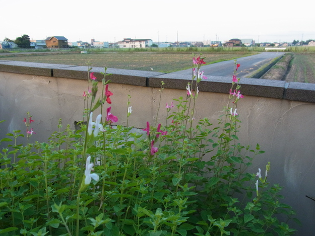 b0194267_20234875.jpg