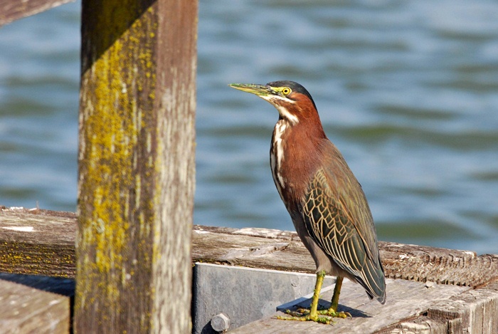 At Las Gallinas_a0126969_523144.jpg