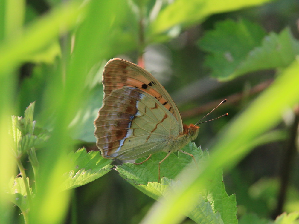 ウラギンスジヒョウモン　　新鮮♂雄に感動！！　2012.7.29群馬県②_a0146869_222503.jpg