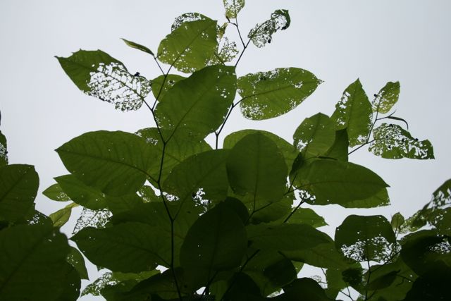 c0104378_9514881.jpg