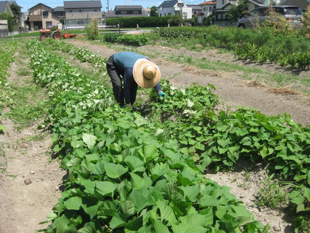 暑い一日、草刈マンデー_a0213879_1628263.jpg