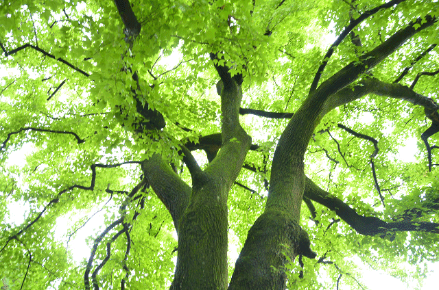 a0275782_9151553.gif