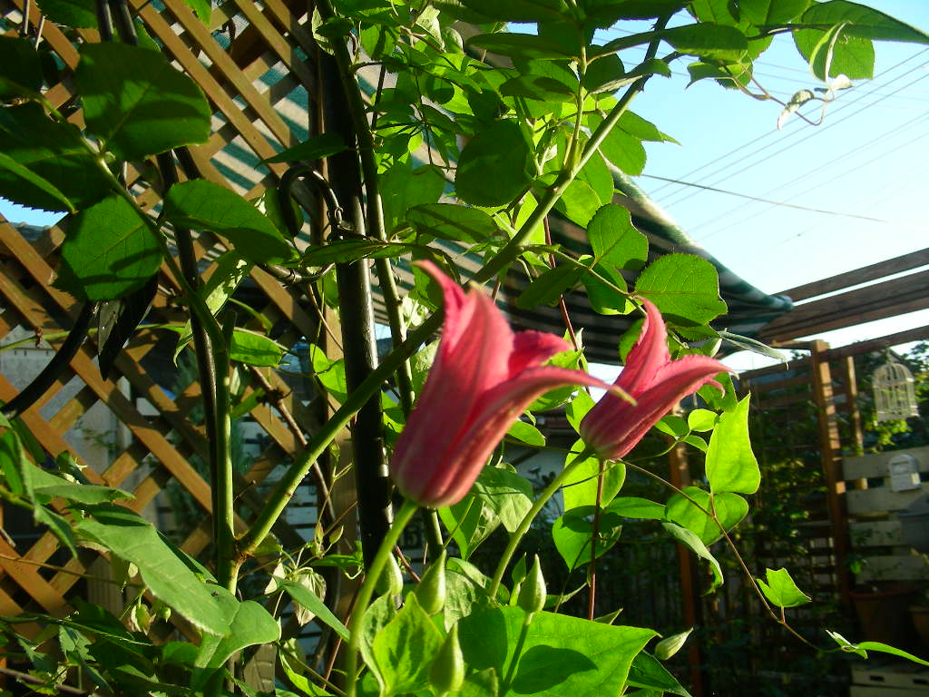 b0096584_17512889.jpg