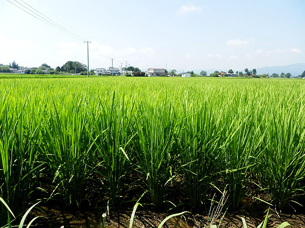 8月2日の田んぼ(上目黒小・枝野小)_d0247484_14505629.jpg