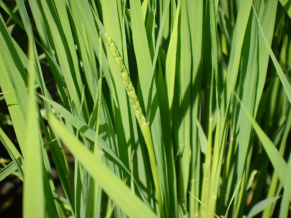 8月2日の田んぼ(上目黒小・枝野小)_d0247484_14581290.jpg