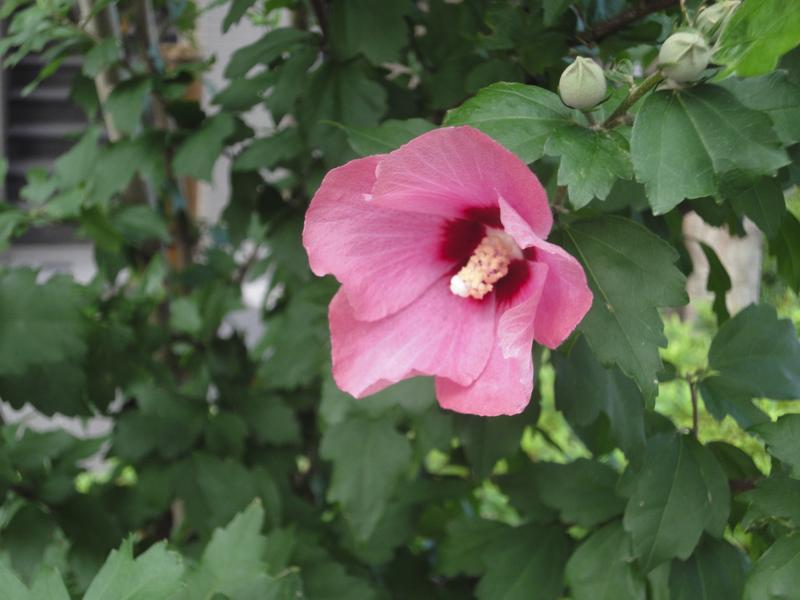 ムクゲの花が咲きました K 1 がふたつめになりました