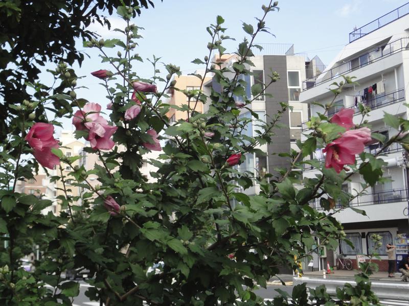 ムクゲの花が咲きました K 1 がふたつめになりました