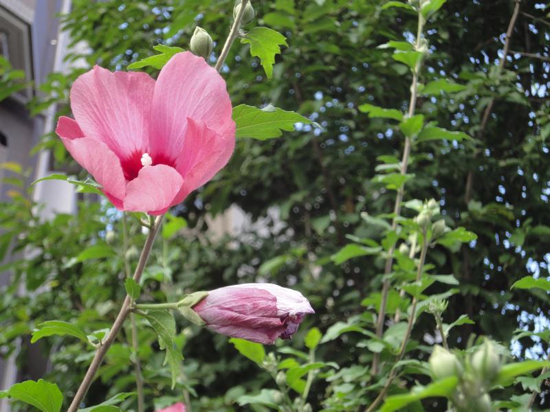 ムクゲの花が咲きました K 1 がふたつめになりました