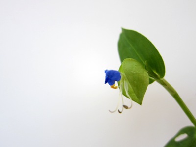 Blue Flower & Blue Bottles _d0249193_935377.jpg