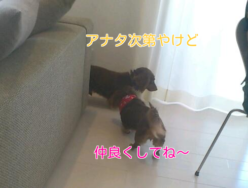 b0237894_15372914.png