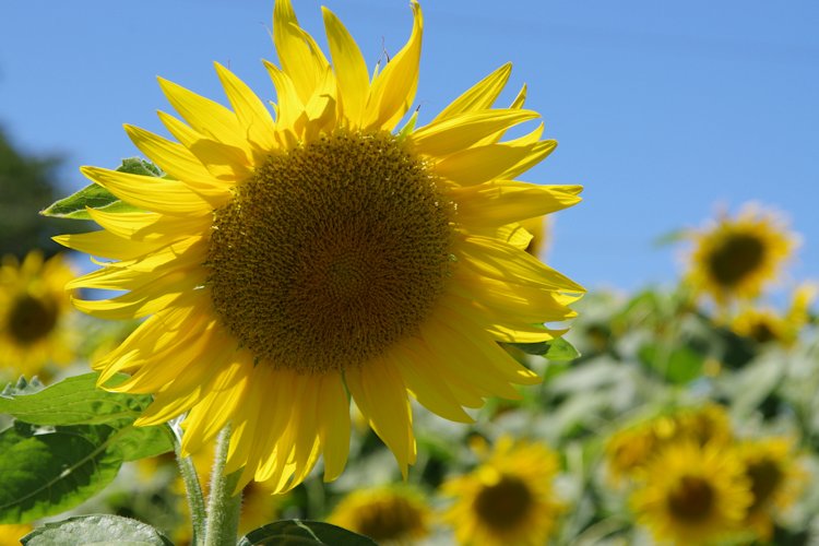 c0061695_915547.jpg