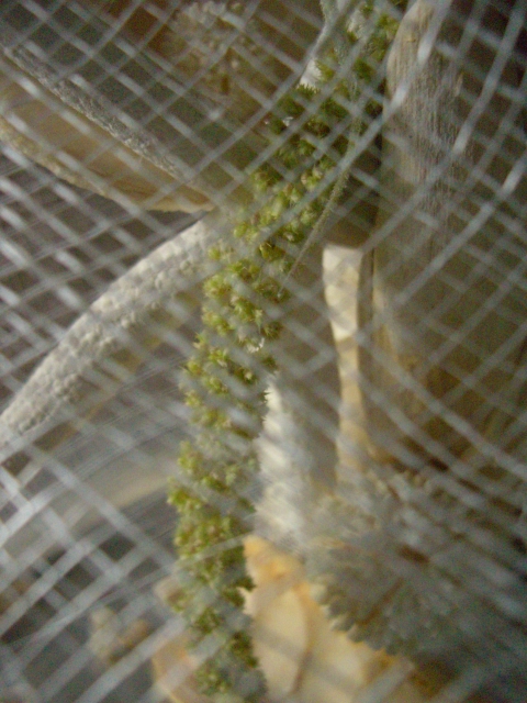 d0165505_1681254.jpg