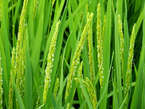 稲の花 そして 小学生の俳句 椿壽菴だより 稲の花 そして 小学生の俳句 椿壽菴だより