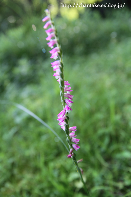 c0189013_358756.jpg
