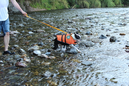 きんちゃくだぁ～　水難救助犬になれる！？の巻_c0220715_8121669.jpg