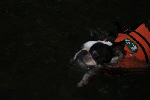 きんちゃくだぁ～　水難救助犬になれる！？の巻_c0220715_8145962.jpg