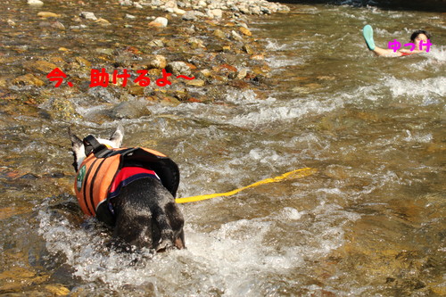 きんちゃくだぁ～　水難救助犬になれる！？の巻_c0220715_8201440.jpg